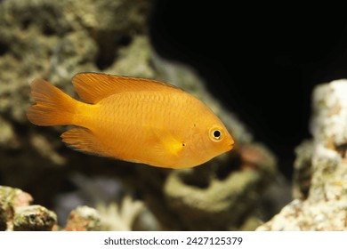 Lemon Damsel (Pomacentrus moluccensis) in marine aquarium
