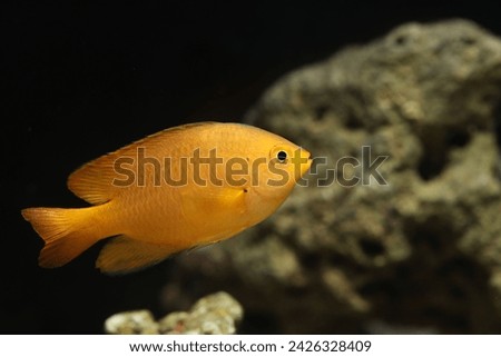 Lemon Damsel (Pomacentrus moluccensis) in marine aquarium