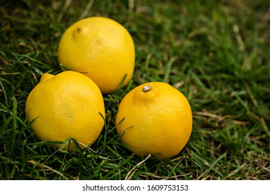 1000 Stand Lemonade Stock Images Photos Vectors Shutterstock