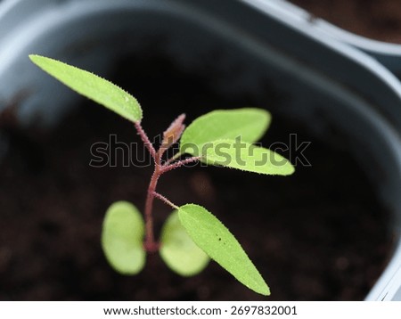 Lemon eucalyptus grown from seed in a pot on a windowsill