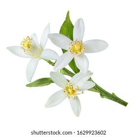 Lemon Flower Isolated On White Background