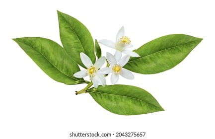 Lemon flower isolated on white background - Shutterstock ID 2043275657