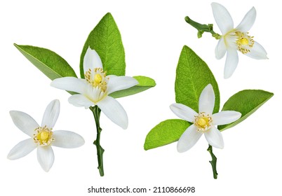 Lemon flower isolated on white background - Shutterstock ID 2110866698