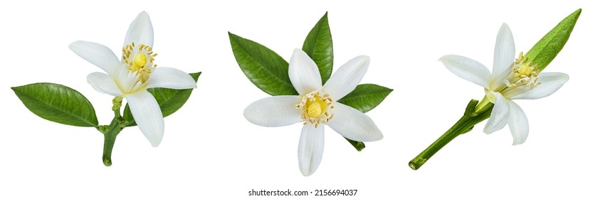 Lemon flower isolated on white background