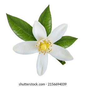 Lemon flower isolated on white background - Shutterstock ID 2156694039
