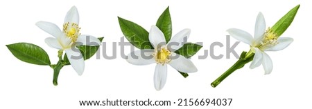 Lemon flower isolated on white background