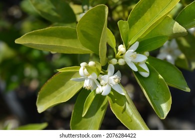 Lemon Flower - Latin Name - Citrus Limon