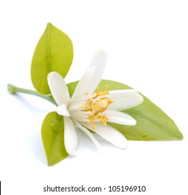 Lemon Flower On White Ground