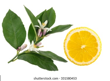 Lemon Flowers Branch With Lemon Sliced Isolated On White