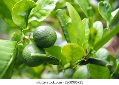 Lemon Fruit On A Tree In The Backyard.