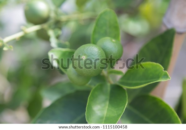 Lemon fruit species\
The result is a sour taste Organized in citrus (Citrus) green when\
ripe, will be yellow flesh inside is divided into thin petals of\
many wetlands.