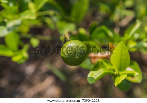 Lemon fruit species\
The result is a sour taste Organized in citrus (Citrus) green when\
ripe, will be yellow flesh inside is divided into thin petals of\
many wetlands.
