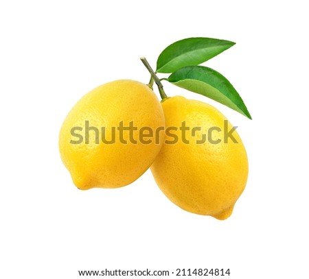 Lemon fruits hanging with branch and leaves isolated on white background. Clipping path