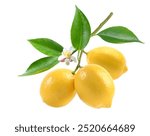 Lemon fruits on branch with leaves and flower isolated on white background. Clipping path.