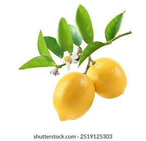 Lemon fruits on branch with leaves and flower isolated on white background. Clipping path. - Powered by Shutterstock