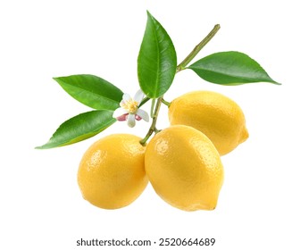 Lemon fruits on branch with leaves and flower isolated on white background. Clipping path.