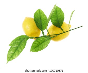 Lemon Fruits On A Green Branch Composition Isolated Over The White Background