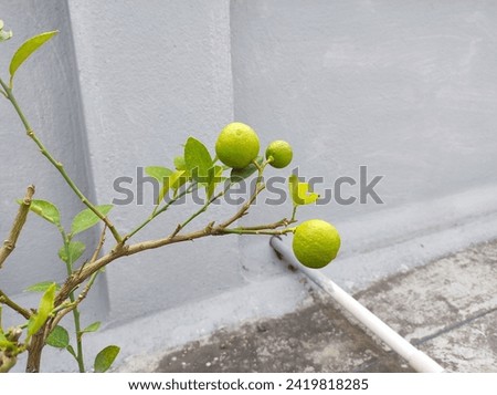 Lemon fruits on a small tiny plant