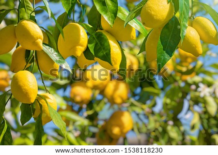 Lemon garden in Italian Amalfi coast ready for harvest. Bunches of fresh yellow ripe lemons with green leaves.