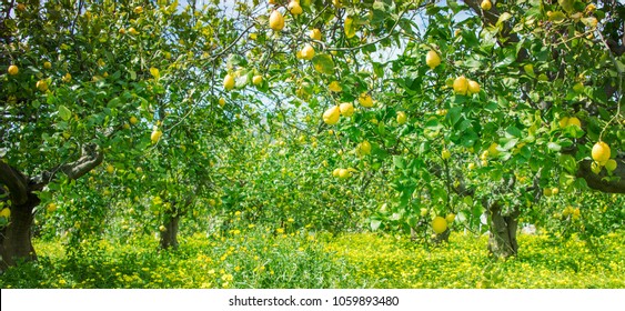 Lemon grove Images, Stock Photos & Vectors | Shutterstock