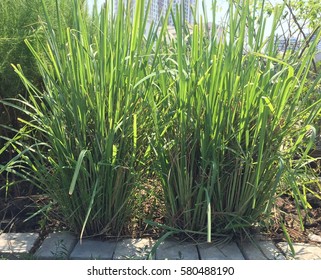 Lemon Grass
