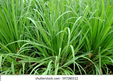 Lemon Grass 