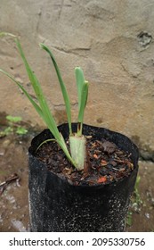 Lemon Grass Seed In Polybag