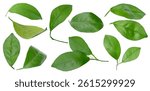 lemon green leaf isolated. Collection of orange tree leaves and branches. Citrus leaf, lemon, grapefruit, orange, lime, kumquat.