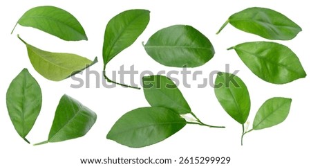 lemon green leaf isolated. Collection of orange tree leaves and branches. Citrus leaf, lemon, grapefruit, orange, lime, kumquat.