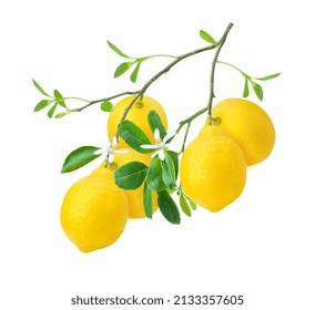 Lemon With Green Leaves And Flower On Tree Branch Isolated On White Background. 