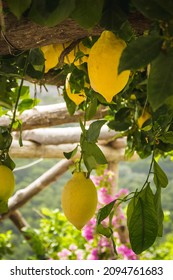 A Lemon Grove Enjoys The Sun Of The Amalfi Coast