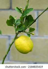 Lemon Growing On Lemon Tree In Backyard Garden