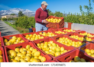 Lemon Harvest Time In The Province Of Catania, Sicily, February 8, 2020