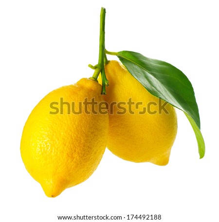 Lemon isolated on a White background. Fresh and Ripe Lemons hanging on a branch with Leaf