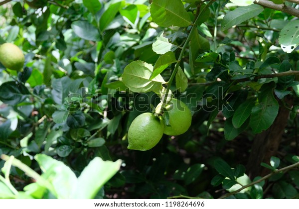 \
Lemon is a kind of fruit. Sour taste\
Organized in the thin shell. The meat is divided into a lot of\
water is a valuable fruit. Used as\
seasoning.