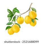 Lemon with leaf and flower hang on tree branch isolated on white background.