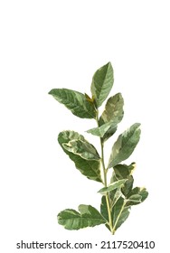 Lemon Leaf (variegated Eureka Lemon)  On White Background