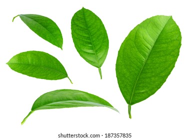 Lemon Leaf Hd Stock Images Shutterstock