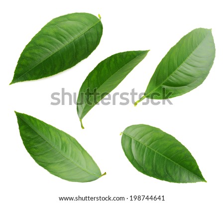 Lemon leaves  isolated on white. Collection 