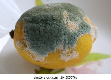 Lemon with mold and fresh lemon isolated on white background. a moldy lemon on a plate. Green moldy lemon. küflenmiş limon - Shutterstock ID 2043050786