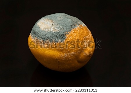 lemon with mold on a black background