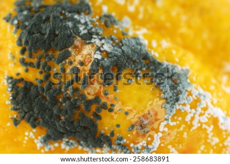 the lemon in the mold on the table