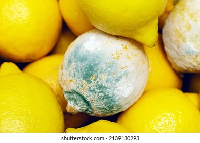 
Lemon With Mold. Spoiled Rotting Fruit With Mold