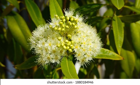Lemon Myrtle (Backhousia citriodora) blossoms. Native Australian tree. Queensland, Australia