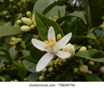 Lemon Neroli Flower