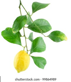  Lemon On A Branch With Leaves Isolated On A White Background