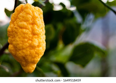 Lemon on a lemon tree.