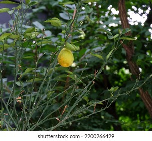 Lemon On Lemon Tree In Backyard