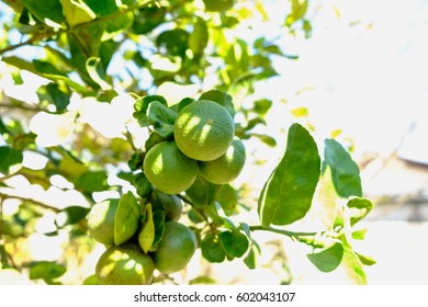 Lemon On Lemon Tree In The Backyard.