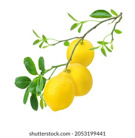 Lemon On Tree Branch With Green Leaves Isolated On White Background. 